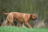 TOSA INU 501